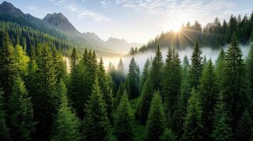 Breathtaking pine forest bathed in golden hour light, surrounded by misty mountains photo