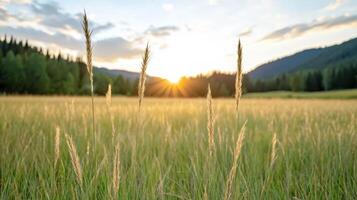 Golden hour lighting up tall grass field with distant mountains and trees photo