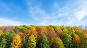 Autumn trees in the forest with blue sky photo