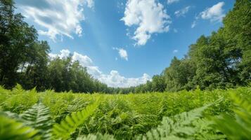 A green field with ferns and trees under a blue sky photo