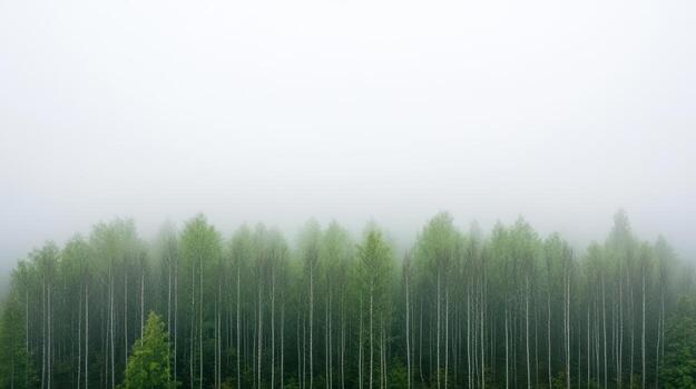 A forest of trees in the fog photo