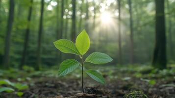 A young plant sprouting from the ground in a forest photo
