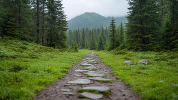 Serene pathway lined with stones leads through lush green forest, surrounded by tall trees photo