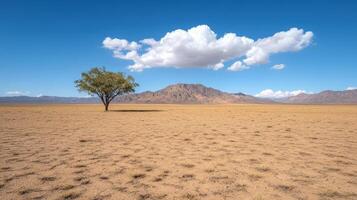 Solitary tree stands in vast desert landscape under bright blue sky with fluffy clouds photo