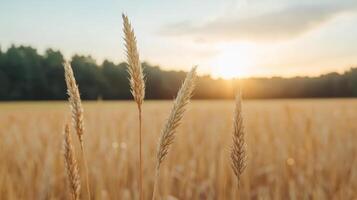 Golden wheat stalks sway gently in sunlit field, capturing warmth of sunset photo