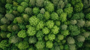 Lush green forest canopy with diverse tree species creating vibrant ecosystem photo