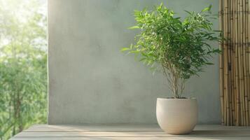 Serene indoor plant in pot, sunlight illuminating space, creating peaceful atmosphere photo