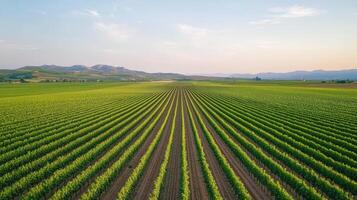 Lush vineyard landscape with rows of green vines stretching towards distant mountains at dawn photo