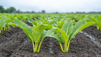 Fresh green plants with water droplets on leaves in field under gray sky photo
