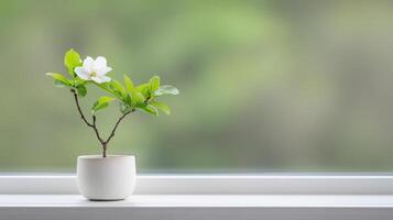 Delicate flower small pot sits windowsill, bringing touch of nature indoors. soft green photo
