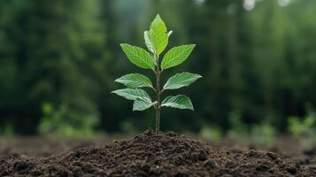 Young tree growing in rich soil, symbolizing hope and reforestation efforts photo
