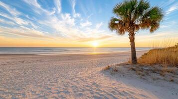 Palm tree on the beach at sunrise photo