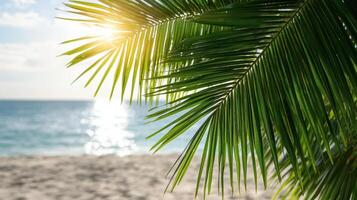 Palm tree on the beach with the sun shining through photo