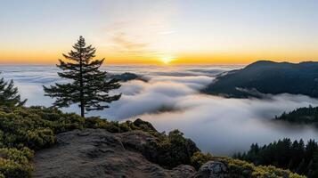 A tree is standing on top of a mountain with fog rolling in photo
