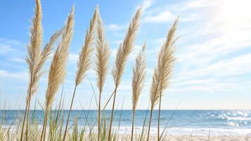 Tall grass on the beach with the sun shining through photo