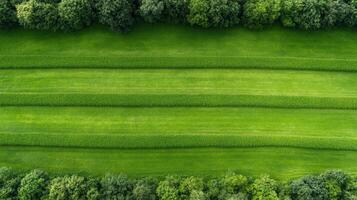 Top view of green grass and trees in a field photo
