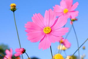 Close up blooming pink cosmos flowers and pollen in a meadow of wildflower on blue sky with sunny on summer in tropical garden photo