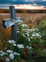 A wooden cross in a field with daisies photo