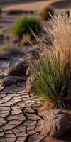 Desert landscape with dry earth and resilient vegetation photo