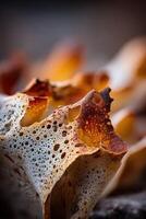 Detailed close-up of a unique natural texture in warm tones photo