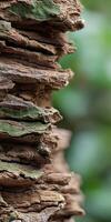 Natural texture of stacked bark showcasing intricate layers photo