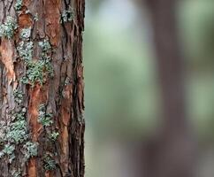 Close-up of a textured tree bark with green lichen photo