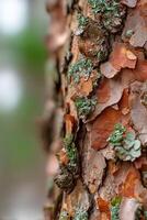 Close-up view of textured tree bark in a forest photo