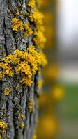 Yellow moss grows on textured tree bark in a forest photo