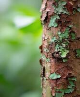Tree trunk with textured bark in a lush green forest photo