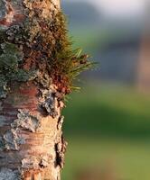 Close view of a textured tree trunk with moss and foliage photo