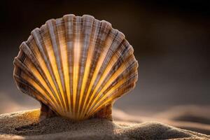Scallop shell illuminated by warm light on sandy beach photo