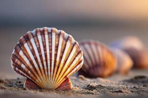 Colorful scallop shells on sandy beach at sunset photo