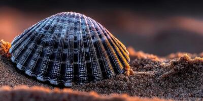 Shell resting on sandy shore at sunset photo