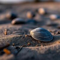 Clam rests on sandy shore during golden hour light photo