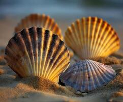 Beautiful shells arranged on sandy beach at sunset photo
