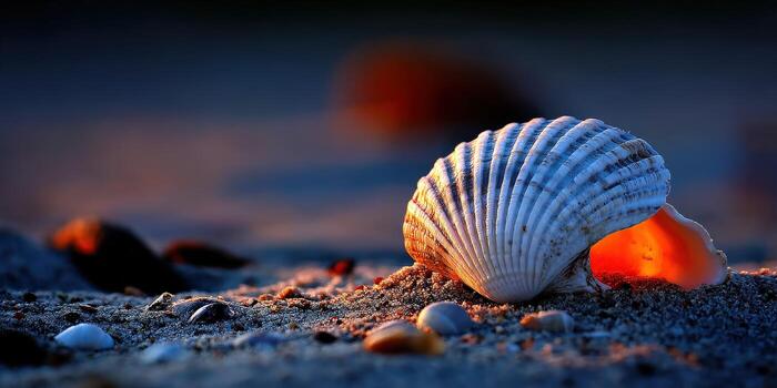 Seashell resting on the beach during sunset light photo