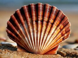 Beautiful scallop shell resting on sandy beach during sunset photo