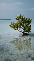 Mangrove tree standing in calm shallow waters at midday photo