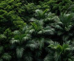An aerial view of a tropical forest with green trees photo