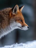 Fox observes its surroundings in a snowy forest habitat photo