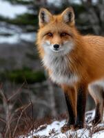 Red fox stands alert in snowy forest landscape during winter photo