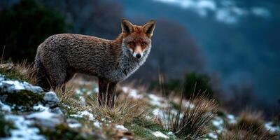 Fox standing on a snowy hillside in the mountains photo