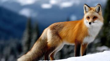 Red fox standing gracefully in a snowy landscape during winter photo