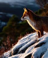 Fox standing on snowy rocks during sunset in a mountain landscape photo