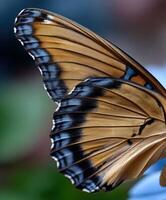 Close-up view of a butterfly wing in nature photo