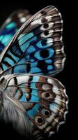 Colorful butterfly wings detailed close-up view photo