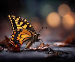 Butterfly resting on leaves during golden hour in nature photo