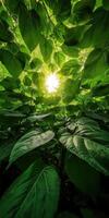 Sunlight filtering through lush green leaves in forest photo