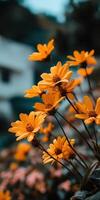 brillante amarillo flores floración en un jardín durante primavera foto