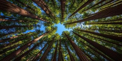 Tall trees reaching for the blue sky in a forest photo